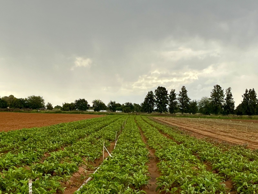 4 Bedroom Property for Sale in Bainsvlei Free State